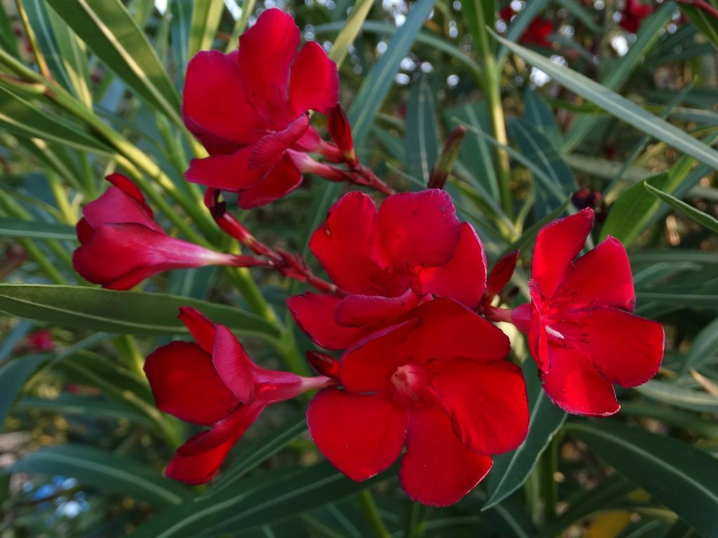 فيرناتْسا Affittacamere Graziella المظهر الخارجي الصورة